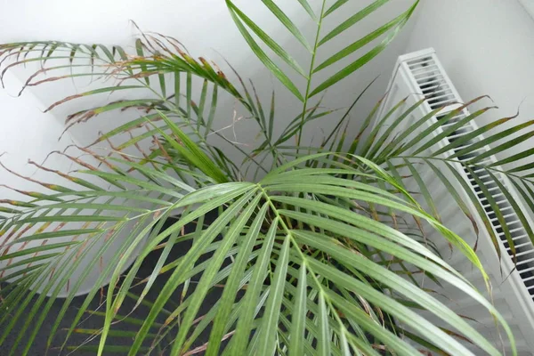 Detail of palm tree in a pot — Stock Photo, Image