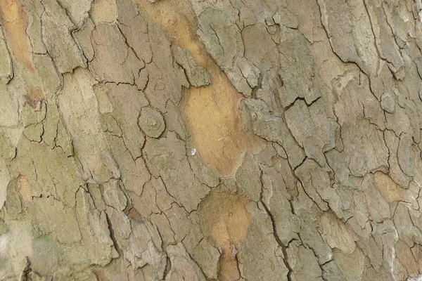 Détail d'une texture de peau d'arbre — Photo