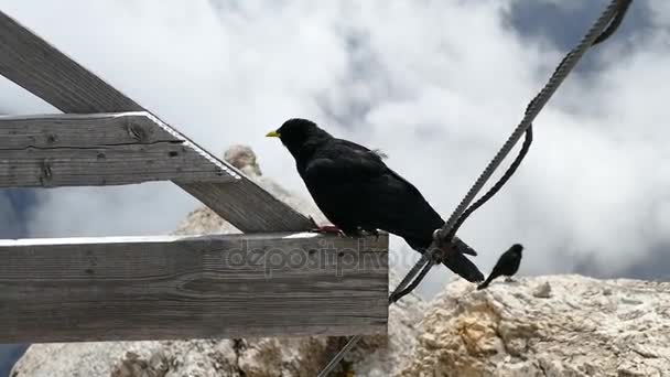 Черная птица в горах — стоковое видео