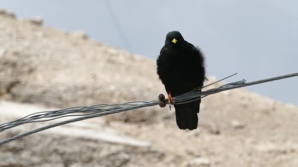 Pájaro negro en las montañas — Vídeo de stock