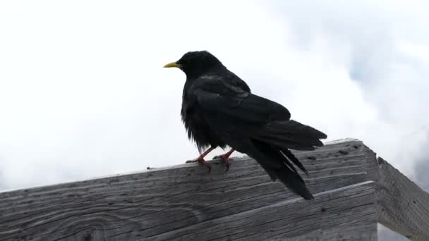 在山上只黑色的鸟 — 图库视频影像