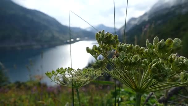 Vacker sommar aktiv semester i Dolomiterna — Stockvideo