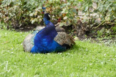 bir chateau bahçesinde gurur tavus kuşu