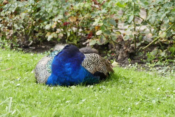 Stolta påfågel i chateau trädgård — Stockfoto