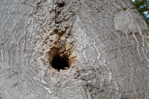 Detalhe de um pequeno buraco em uma pele de madeira — Fotografia de Stock