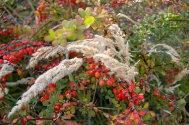 renkli yaprakları sonbaharda Bush