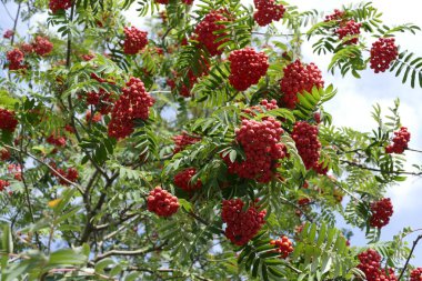 sonbaharda bir ağacın Rowan berry