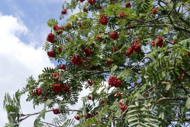 sonbaharda bir ağacın Rowan berry