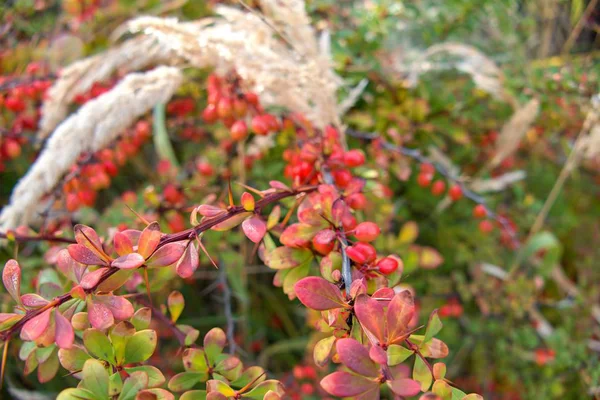 renkli yaprakları sonbaharda Bush