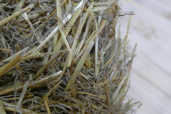 Detail of dried straw in a pile — Stock Photo, Image