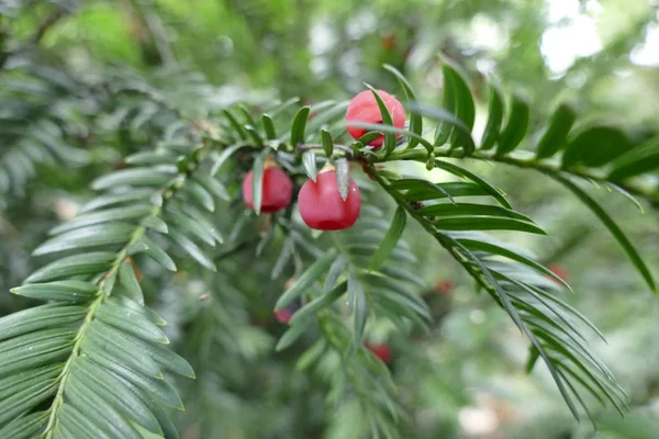Червоні фрукти на дереві — стокове фото