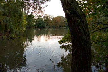 sakin göl suya yansıyan ağaçlar