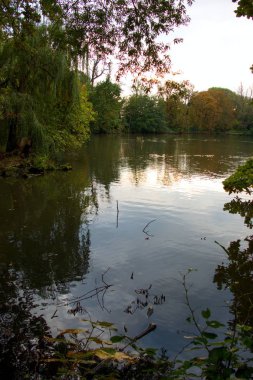 sakin göl suya yansıyan ağaçlar