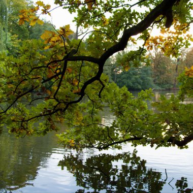 sakin göl suya yansıyan ağaçlar