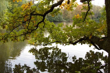 sakin göl suya yansıyan ağaçlar