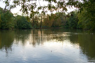 sakin göl suya yansıyan ağaçlar