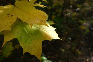 renkli yaprak çiy ile sonbaharında düşünceye