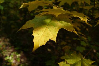 renkli yaprak çiy ile sonbaharında düşünceye