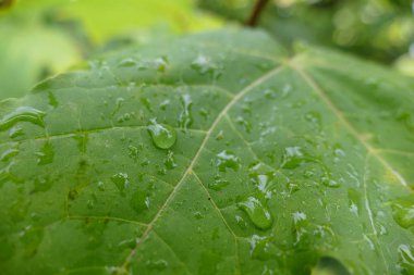 renkli yaprak çiy ile sonbaharında düşünceye