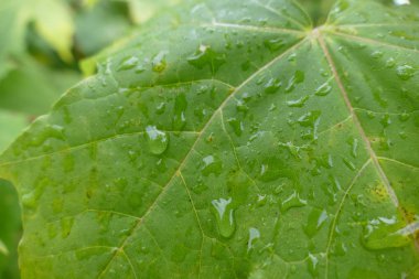 renkli yaprak çiy ile sonbaharında düşünceye