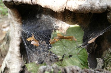 örümcek ağı üzerinde eski bir güdük