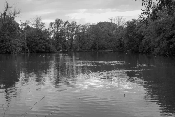 Alberi riflessi in un lago calmo acqua — Foto Stock