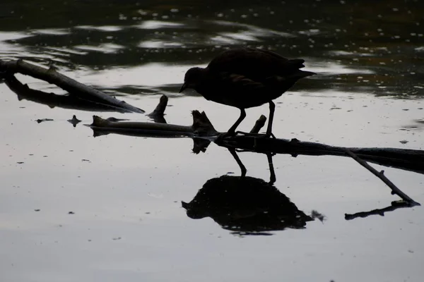 Vogel staande op een hout in water — Stockfoto