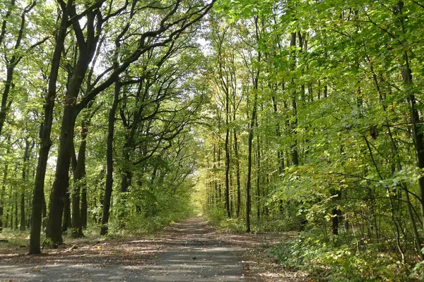 Sonbahar bir ormanda ve hiking