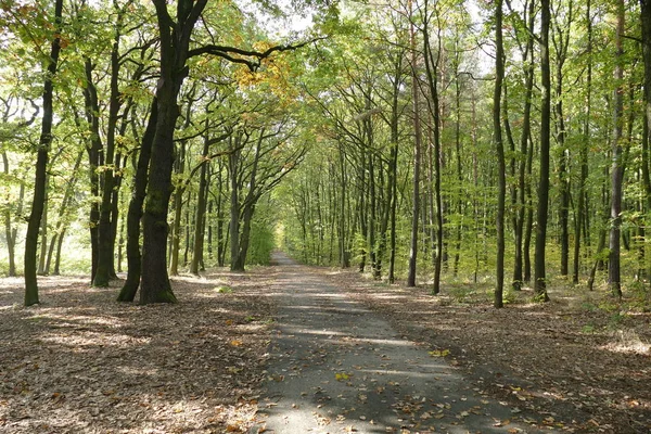 Sonbahar bir ormanda ve hiking