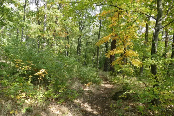 Senderismo en un bosque otoñal — Foto de Stock