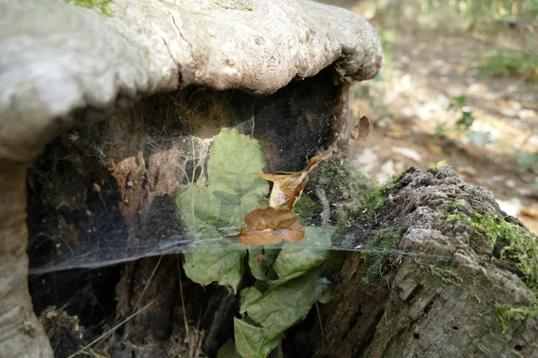 Toile d'araignée sur une vieille souche — Photo