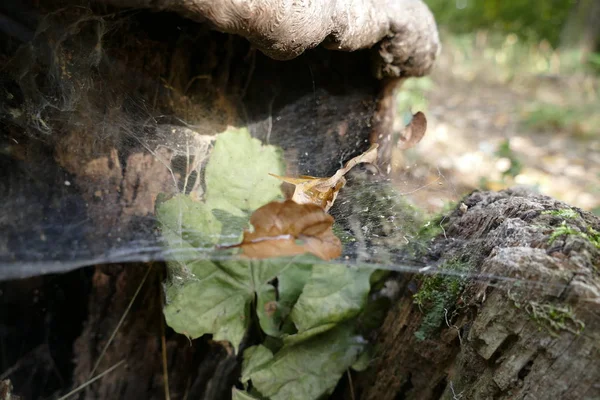 Toile d'araignée sur une vieille souche — Photo
