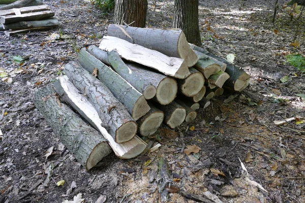 Trozos de madera cortados en el bosque — Foto de Stock