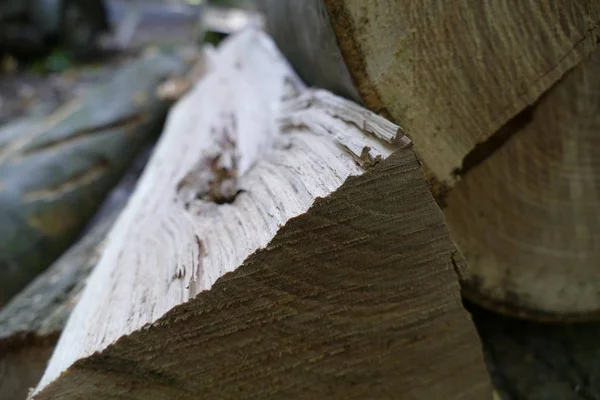 Trozos de madera cortados en el bosque —  Fotos de Stock