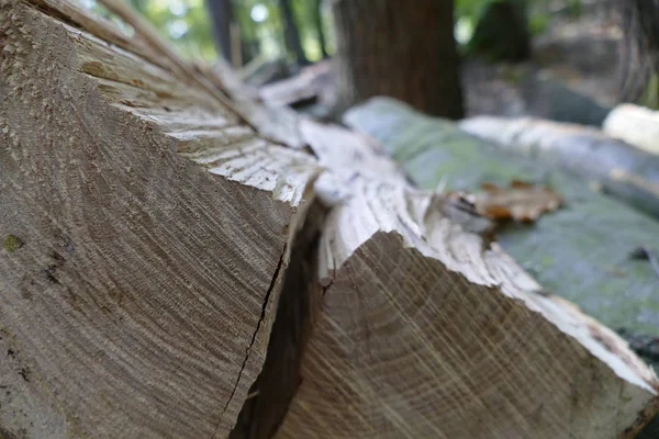 Morceaux de bois coupés dans la forêt — Photo