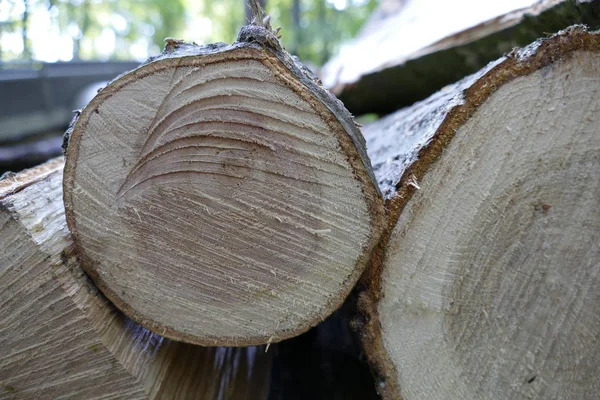 Cięcia kawałków drewna w lesie — Zdjęcie stockowe