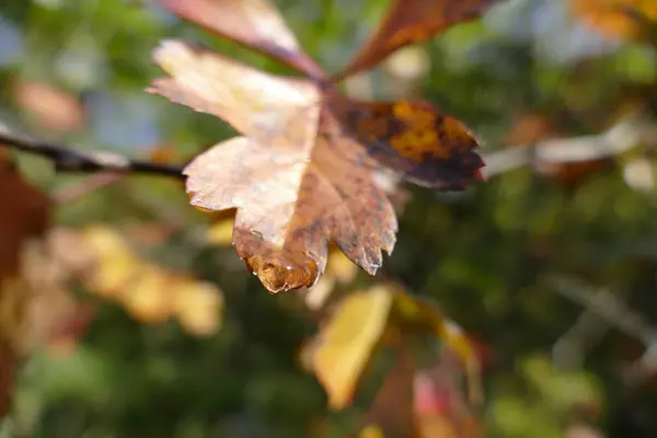 露秋のカラフルな葉が値下がりしました — ストック写真