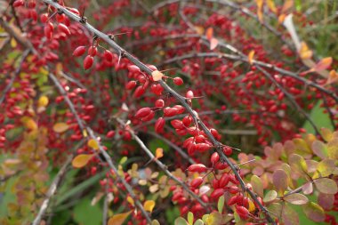 kırmızı dut dalı Güz