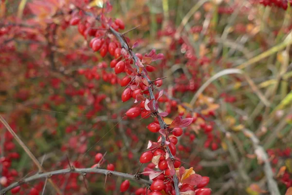 Červené bobule na větvi na podzim — Stock fotografie