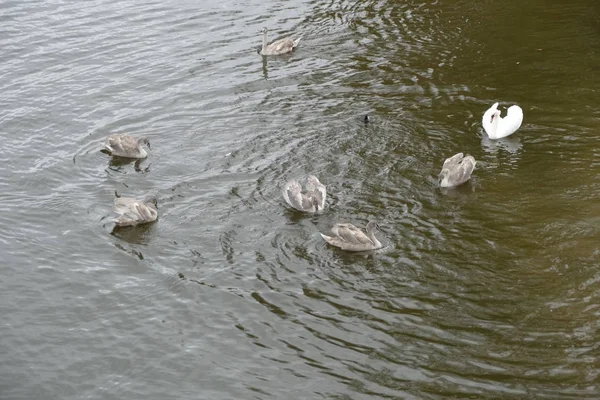 在河水上的家庭中的年轻天鹅 — 图库照片