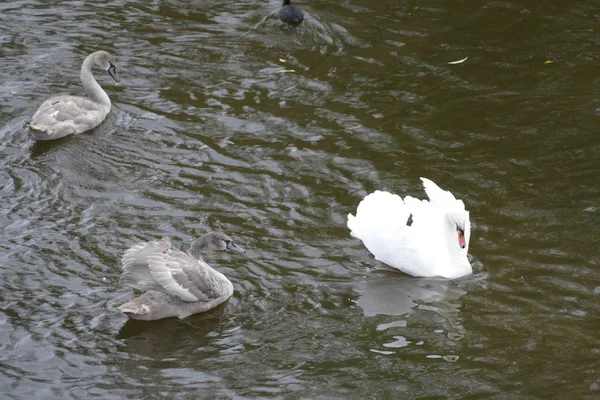 Cigno giovane in famiglia su un'acqua di fiume — Foto Stock