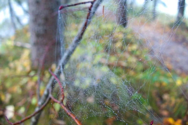 Détail toile d'araignée avec une rosée du matin dans la forêt — Photo