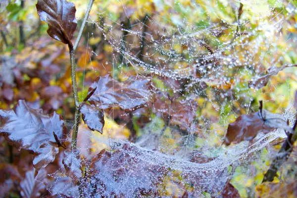 Détail toile d'araignée avec une rosée du matin — Photo