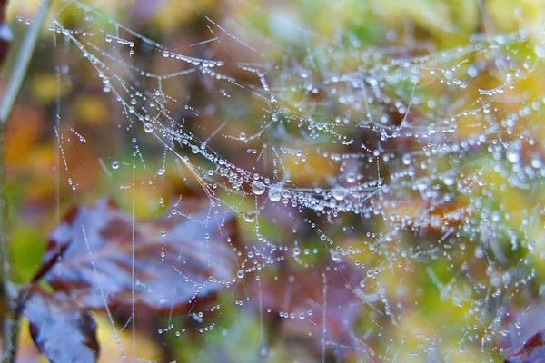 Spinnennetz-Detail mit einem Morgentau — Stockfoto