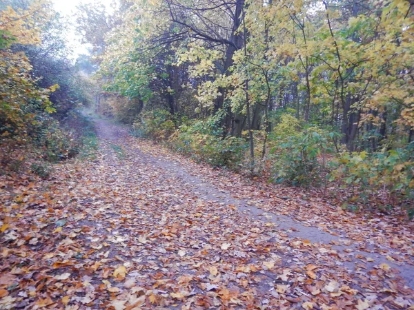 bir sonbahar doğa puslu sabah