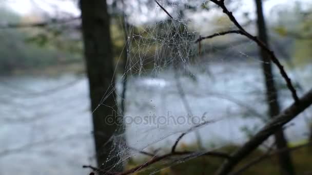 Spiderweb na gałęzi drzewa — Wideo stockowe