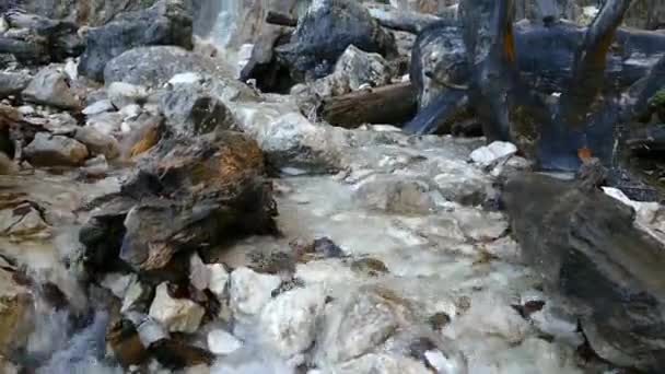 金丝雀瀑布落在山雀身上 — 图库视频影像