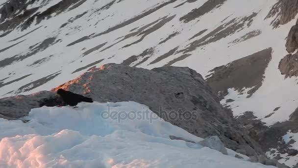 Pájaro negro en la cima de la montaña — Vídeo de stock