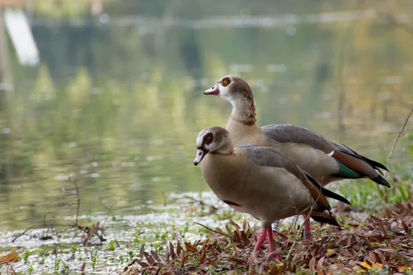 Canard dans un jardin de château — Photo