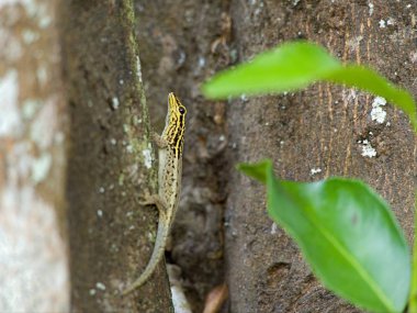 bir kertenkele bir ağaç üzerinde detay